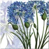 Agapanthus Greetings Card