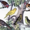 Birdies - Little Vintage Greeting Card