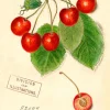 Cherry Greetings Card