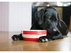 Cornishware Dog Bowl