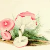 Four Mushrooms- Little Vintage Greeting Card