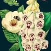 Foxglove & Peony Greetings Card