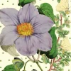 Light Purple Clematis Glitter Birthday Card