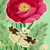 Peony Fandangle Greetings Card