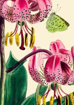 Pink Lily with Green Butterfly Greetings Card