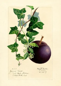 Plum Greeting Card