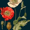 Poppy Greeting Card