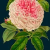 Rose Greetings Card
