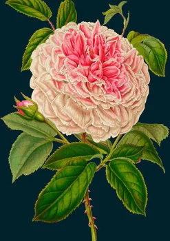 Rose Greetings Card