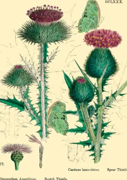 Thistle Glitter Greetings Card