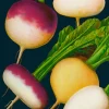 Turnip Greetings Card